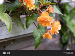When potting your begonias, you should keep three factors in mind: Orange Bright Flowers Image Photo Free Trial Bigstock