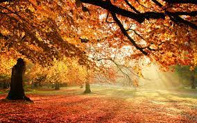 An Unconventional Thanksgiving Autumn Trees Nature Wallpaper Landscape