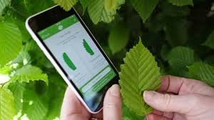 We did not find results for: How To Identify Trees A Simple Guide Woodland Trust