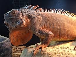 I look at them this way because with proper care and upbringing, iguanas can be rewarding and affectionate pets. Back To Basics With The Common Green Iguana Reptile Pet By Xyzreptiles