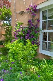 Most clematis vines grow well in shade. July Clematis Species And Cultivars Clematis Spp Santa Fe Botanical Garden