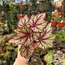 Image result for Begonia ciliobracteata