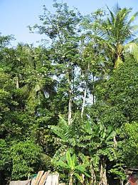 Berikut adalah tujuh khasiat daun jambu biji untuk kesehatan, seperti dilansir boldsky. Pokok Kekabu Wikipedia Bahasa Melayu Ensiklopedia Bebas