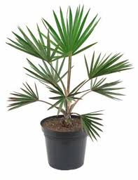 Image result for Latania loddigesii