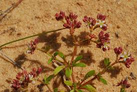 Image result for Polycarpon