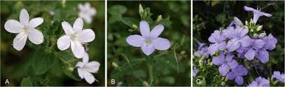 Image result for Barleria obtusa