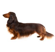 A wiener dog race filmed in portrait mode? Long Haired Dachshund Dog Breed Information Purina