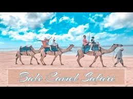 Bali camel safaris is one of the most famous bali activity tour offer a journey into a traditional historic seaweed farming village with professional camel handlers who will guide you through nusa dua beach. Bali Camel Safari Bali Destimap Destinations On Map