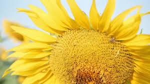 Download now 50 gambar bunga matahari foto wallpaper hd sketsa kartun. Helianthus Annuus Stok Video Helianthus Annuus Rekaman Bebas Royalti Depositphotos