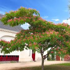 Image result for Albizia forbesii