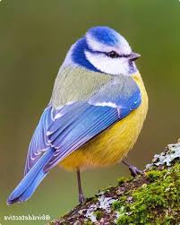 After this, the animal kingdom is divided up into various classes, one of which is avies, or birds. Pin By Cecilia Ramos On Zhivotnye Beautiful Birds Pet Birds Animals Beautiful