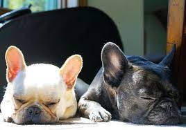 いいね 1 870件 コメント16件 l e o さん frenchieleo のinstagramアカウント happiest birthday to my best friend and sister olivefrenchie she taught me everyt ブルドッグ 犬 動物