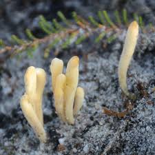 Image result for Moraea clavata