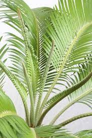 You Can Expect Your Sago Palm To Produce A Whorl Of Dark Green Featherlike Fronds On Its Trunk If Your Sago Palm Has No N Sago Palm Sago Palm Tree Palm