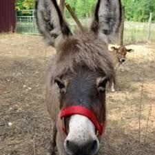 Entdecke rezepte, einrichtungsideen, stilinterpretationen und andere ideen zum ausprobieren. Dominick The Italian Christmas Donkey Ray Allen And Lou Monte Vs Audio Forensicks By Voudue Audio Forensicks