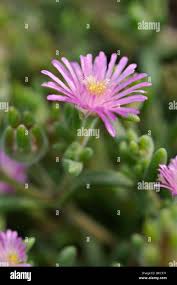 Image result for Delosperma spp.