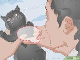 It is not a disease in itself but a clinical sign due to pain, mechanical restriction or neuromuscular disease. How To Take Care Of A Kitten With A Broken Leg 14 Steps