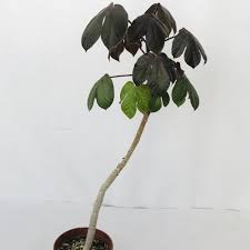 Image result for Jatropha gossypiifolia