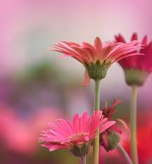 White ones signify purity, pink ones signify prosperity, red ones signify passion, orange. Pink Daisy Meaning