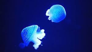 Jejeje Un Verano Sin Medusas Vamos Hombrepordiosssss Directas Del Oceanario De Lisboa Tambien Peces Payaso Tiburones Mantas Quime Fish Pet Instagram Pets