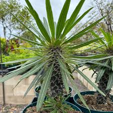 Image result for Pachycarpus eximius