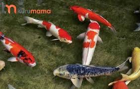 Çünkü bu durum nispeten öznel sayılabilecek bir durumdur ve dolayısıyla kişisel zorluk anlayışları çerçevesinde şekillenmektedir. Bakimi Kolay Olan 5 Evcil Hayvan Evcil Hayvan Blogu