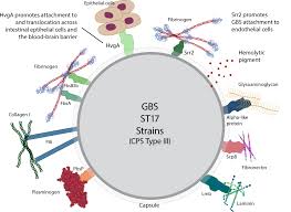 Image result for Group B Streptococcus