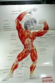 Joe Weiders Body Building System Muscular Anatomical Chart