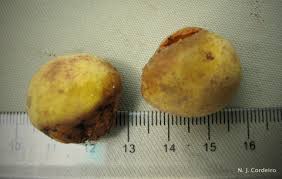 Image result for Drypetes gerrardii