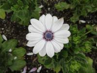 Image result for paprskovka obrázek