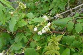 Image result for Cardiospermum grandiflorum