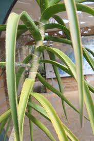 Image result for Aloidendron tongaense