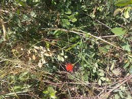 Image result for Pleiotaxis