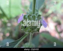 Image result for Meiosperma