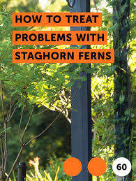 I currently have 3 staghorn ferns. Pin On Plant Basics