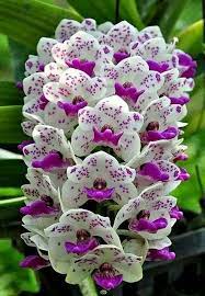 Stunning Orchid Beautiful Orchids Bonsai Flower Flower Seeds