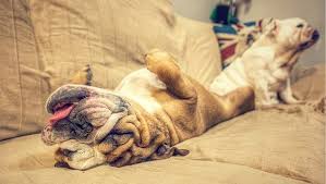 5 Reasons Your Dog Smells Bad And What You Can Do About It Dogtime In 2020 Dog Smells Your Dog Smelly Dog
