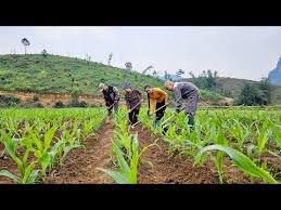 A meaningful day: Phan and Chieu went to help mom and dad take care of the  corn garden