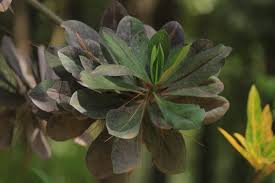 Image result for Synadenium angolense