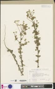 Image result for Hugonia platysepala