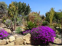 California wonder, early jalapeno, sweet. Southern California Cactus Flowers