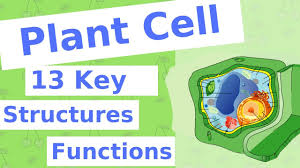 Maybe you would like to learn more about one of these? The Plant Cell 13 Key Structures Youtube