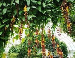 Image result for Thunbergia mysorensis