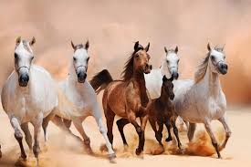 اجمل الخيول العربية الاصيلة في العالم