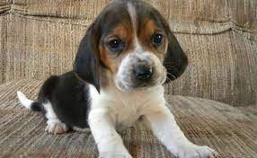 You can expect to pay between $300 and $700 for your bagle hound puppy. The Beagle Basset Hound Mix Five Things You Didn T Know