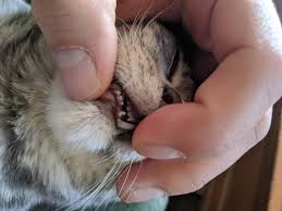 One such dream involves your teeth falling out, which is thought to be caused primarily by psychological stresstrusted source. About 4 5 Month Old Kitten Has A Loose Front Tooth I Ve Read This Is Normal Do I Wait For It To Fall Out On Its Own Cats