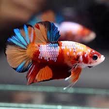 Live Betta Fish Fancy Nemo Koi Multi Color Galaxy Halfmoon Plakat Male 104 Betta Ca Betta