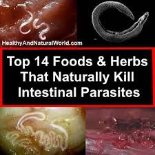 Fatigue Could Be A Sign Your Body Is Infested With Parasitic Worms Follow This Parasite Cleanse Diet Wholistic Health Holistic Health Health Remedies