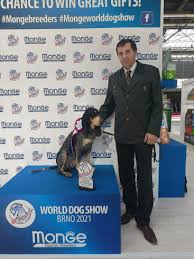 Image result for malý modrý gaskoňský honič