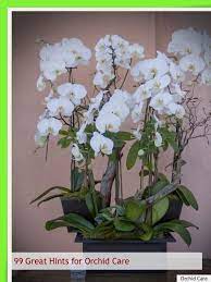 How To Care For Your Phalaenopsis And Denros Dendrobium Orchids Care Orchids Dendrobium Orchids